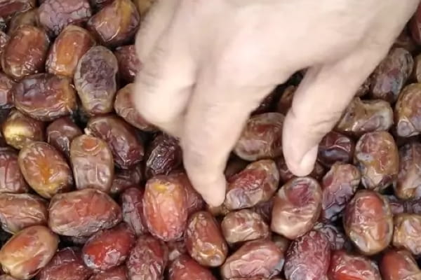 تصویر 2 از قیمت خرما هلیله خشک + خرید باور نکردنی